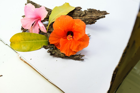 chinese Rose or Rosa mallow is orange flower ,isolated white background put on dirty old  bark of treeの写真素材