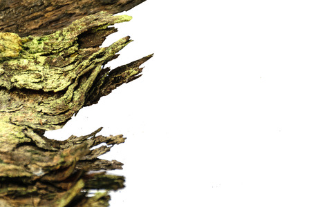 Dirty old bark isolated with white background,olden woodの写真素材