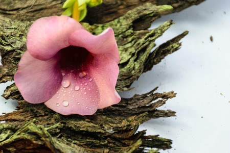 Purple Bignonia put on dirty old bark wooden isolated with white background,flower in Thailand,others name of flower is" Saritaea magnifica Duyand"の写真素材