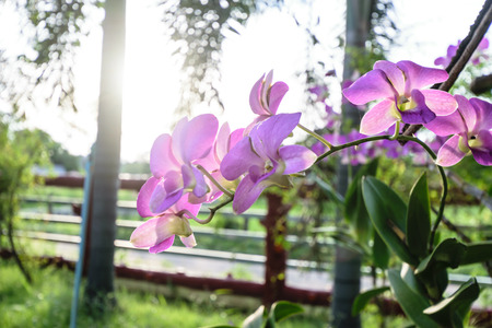 Orchidaceae purple flower   blooming with in the morning,beautiful flower and perfume flowerの写真素材