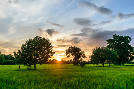 The evening sun rays with clouds drifting amid a tummy with lush green rice. Beautiful atmosphere.green fields background.の写真素材
