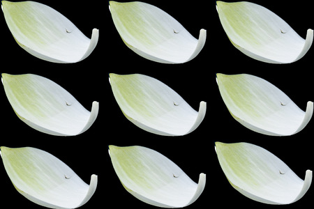 Lotus flower with black background,Lotus textureの写真素材