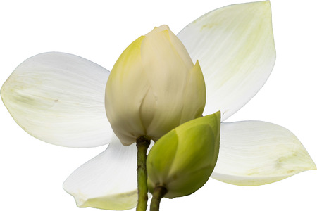 Lotus flower with white background,Lotus textureの写真素材