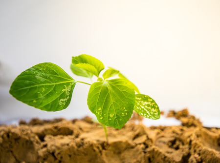 Littel green tree on brown soil with white backgroundの写真素材