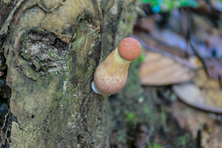 Mushroom poisoning is a certain type of fungus that has South toxins harmful to people.Forest...