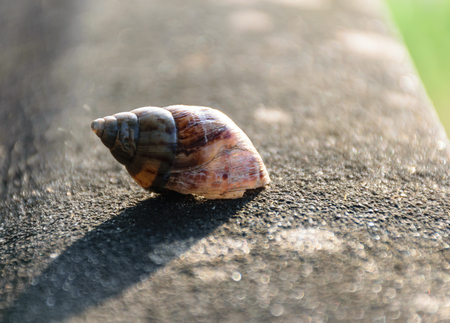 Snails in nature live on small trees