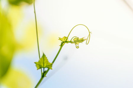 Top of tree point to blue sky background,top of gourd flower,concept growth abstractの写真素材