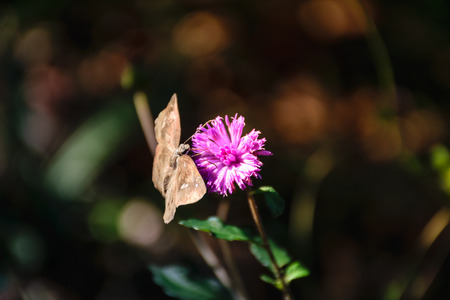 Wildflowers butterfly background texture,close up buterfly concept nature abstractの写真素材