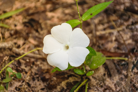 white flower of plant with soil ground background in forest,nature background texture conceptの写真素材