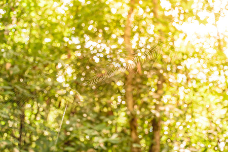 Cobweb of spider background texture in forest,danger for people with sunlight bokeh backgroundの写真素材