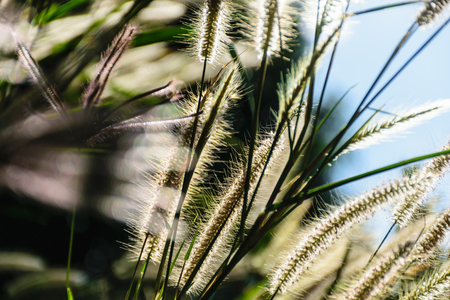 grass flower of plant ,concept background nature in the forest
