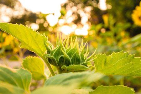 Yellow sunflowers are blooming in the midday sun in the spring. And is approaching. close up seed,nature backgroundの写真素材