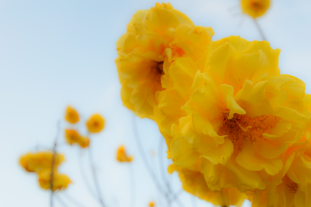 Cochlospermum regium, are beautiful color, The deciduous trees are native to the tropical grassland. is blooming and purfume with blue cear sky backgroud. nature background concept.の写真素材