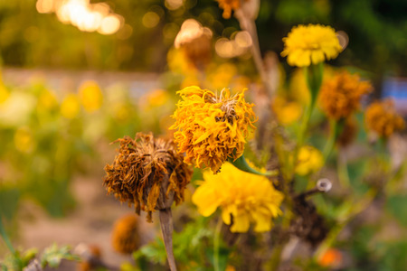 calendula drying flower, marigold dried with sunlight backgroundの写真素材