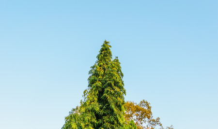 Pine with blue sky background, forest and spring scene texture.の写真素材