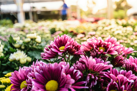Violet chrysanthemum flower, beautiful garden texture background, flora plant is blooming in autumn season and spring scene, nature concept.の写真素材