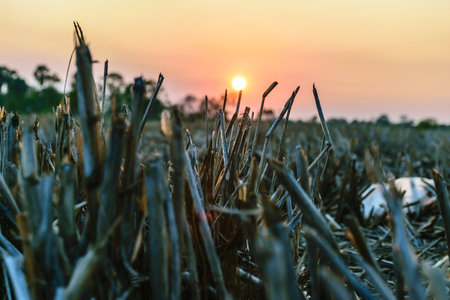Rice field is drying in  summer background, sunset background and gold sky scene, nature landscape view.の写真素材
