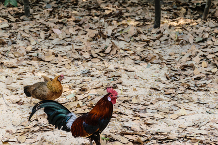 A hen and a rooster standing on the ground with dry leaves and tree background, nature animal concept.の写真素材