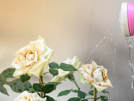 Watering the white rose with white backgroundの写真素材