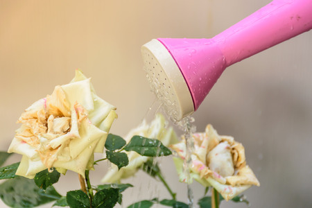Watering the white rose with white background, to be fresh flower, feeling love and warming, white rose color is blooming in the morning.の写真素材