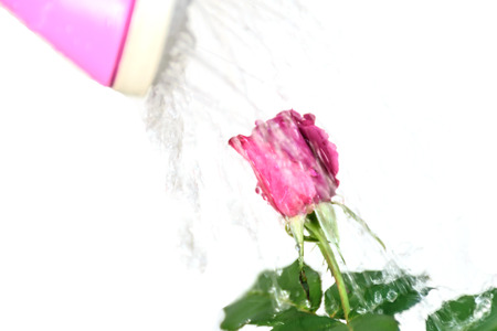 Watering the white pink with white background, to be fresh flower, feeling love and warming, white rose color is blooming in the morning.の写真素材
