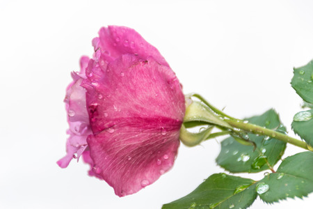 Pink rose isolated with white background, perfume flower in love, Valentine's day concept, close up petal flower, and to be fresh with drop of water.の写真素材