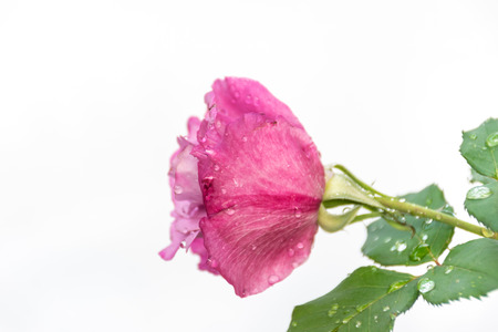 Pink rose isolated with white background, perfume flower in love, Valentine's day concept, close up petal flower, and to be fresh with drop of water.の写真素材