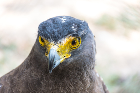 Head of falcon, close up head, big bird ,animal concept.の写真素材