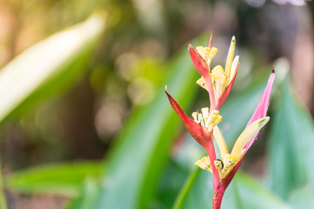 Heliconia flower, close up flower with blurred green color background, flower concept.の写真素材