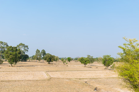 Rice drying field in summer season , nature landscape texture background, with clear blue sky background, landscape view in Thailand.の写真素材