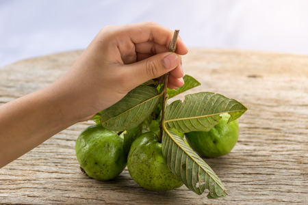 Guava fruit on wooden table, green fruit for healthy menu. fruit concept.の写真素材