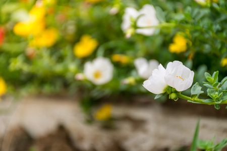 Portulace grandiflora flower is blooming, to be fresh and blooming in the morning, flower plant concept.の写真素材
