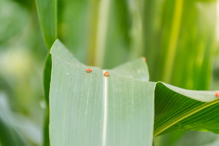 ladybug on corn stalks in corn field, insect on leaves.の写真素材