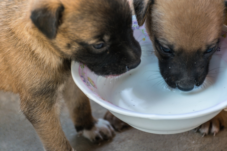 Activity of the little puppy, animal wildlife , dog puppy feeling and lovely animal concept.の写真素材