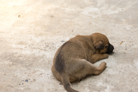 Activity of the little puppy, animal wildlife , dog puppy feeling and lovely animal concept.の写真素材