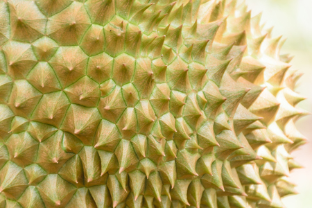 Durian fruit ,Fresh durian hangs on durian in a Thai farmer's garden. The fruit is very palatable.の写真素材
