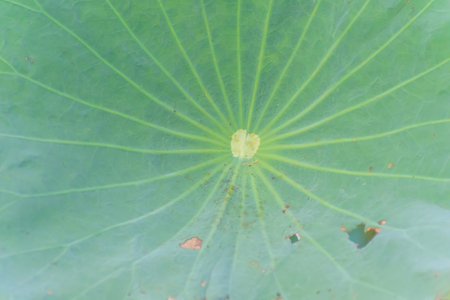 center lotus green leaf backdrop,nature wallpaper green botani concept,line string leave out of center leaf,background.の写真素材