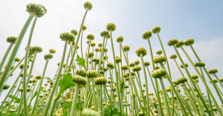 flower blooming,nature background wallpaper,sky and sunlight cloud backdrop,nature flower beautiful color concept.の写真素材