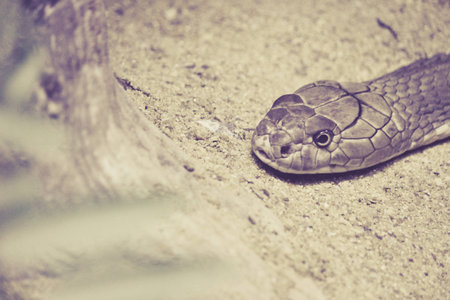 snakeの写真素材