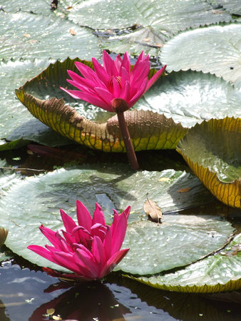  lotus  in   pondの写真素材