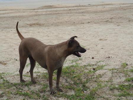 dog on beachの写真素材