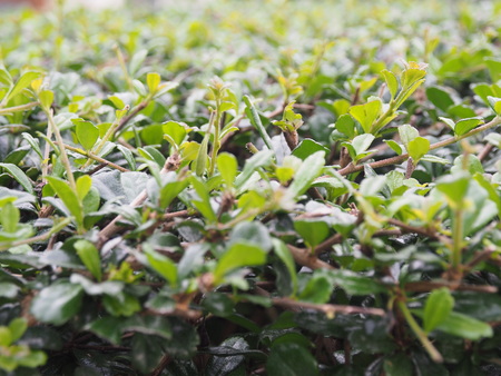 foliage plant