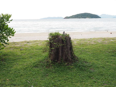 stumpの写真素材