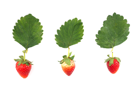 strawberry fruit conceptの写真素材