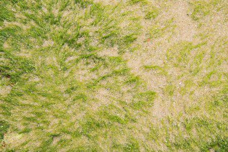 Green seaweed on beach