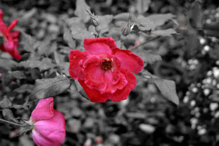 rose are beautiful but i wanted to gave her another kind of beautyの写真素材