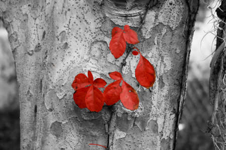 red leaf grouwing on a dry tree showing how to mark his landの写真素材