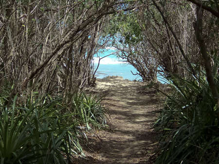 a cannopy of trees going to shore on a beach on puerto ricoの写真素材