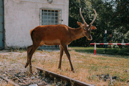 Deer crossing railway.