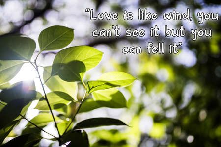love is like windの写真素材